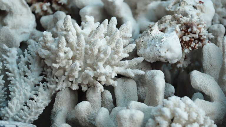 Un coral sano puede revivir a su vecino blanqueado fusionándose con él, siempre que sean clones