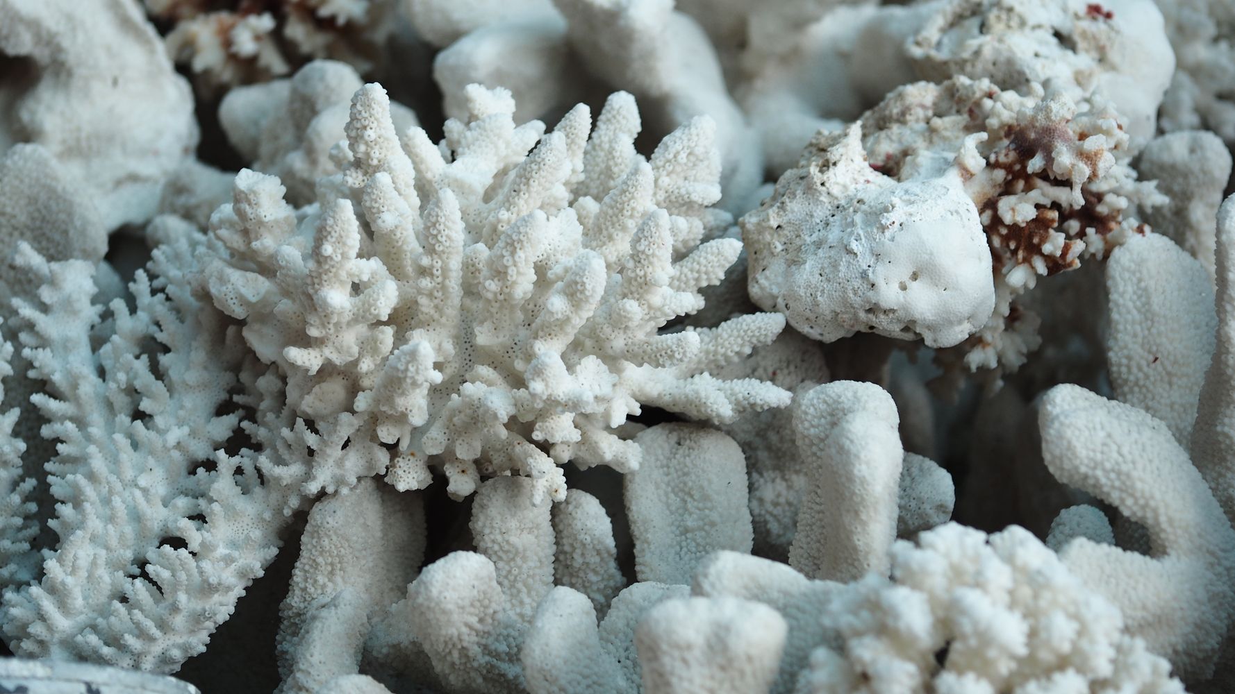 Un coral sano puede revivir a su vecino blanqueado fusionándose con él, siempre que sean clones