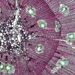 Reverse aging in human cells: what old blood revealed